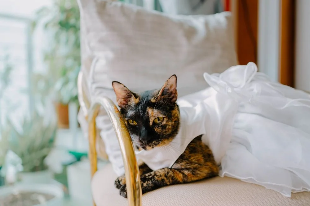 T & S wedding photo 8