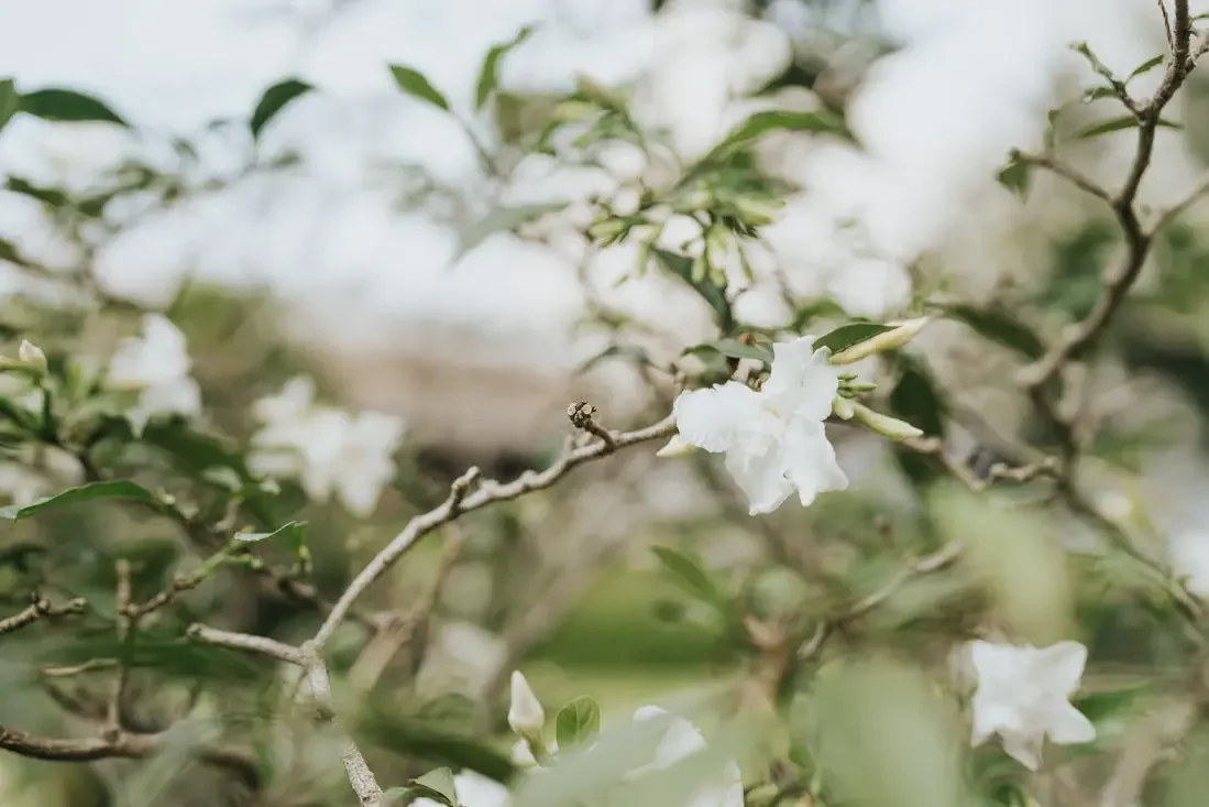 S & L wedding photo 1