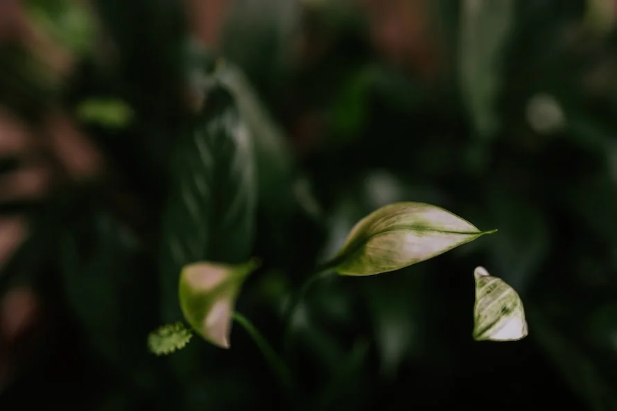 F & S wedding photo 22