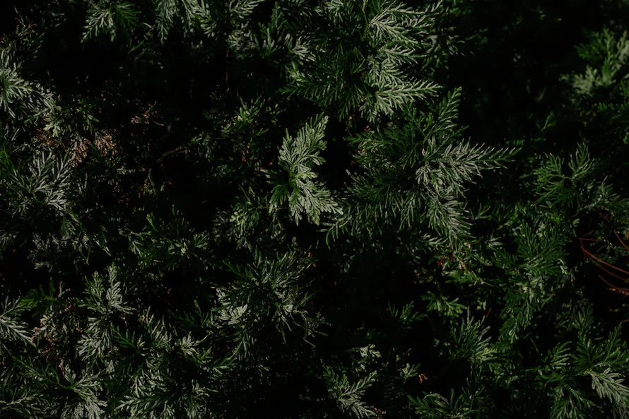 J & J wedding photo 39