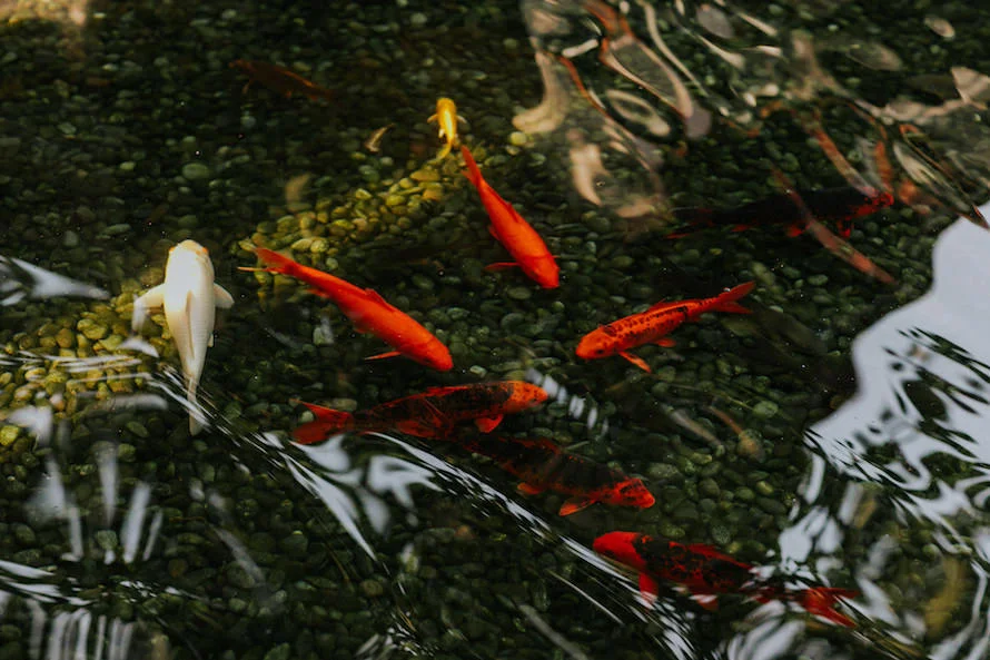 C & F wedding photo 4