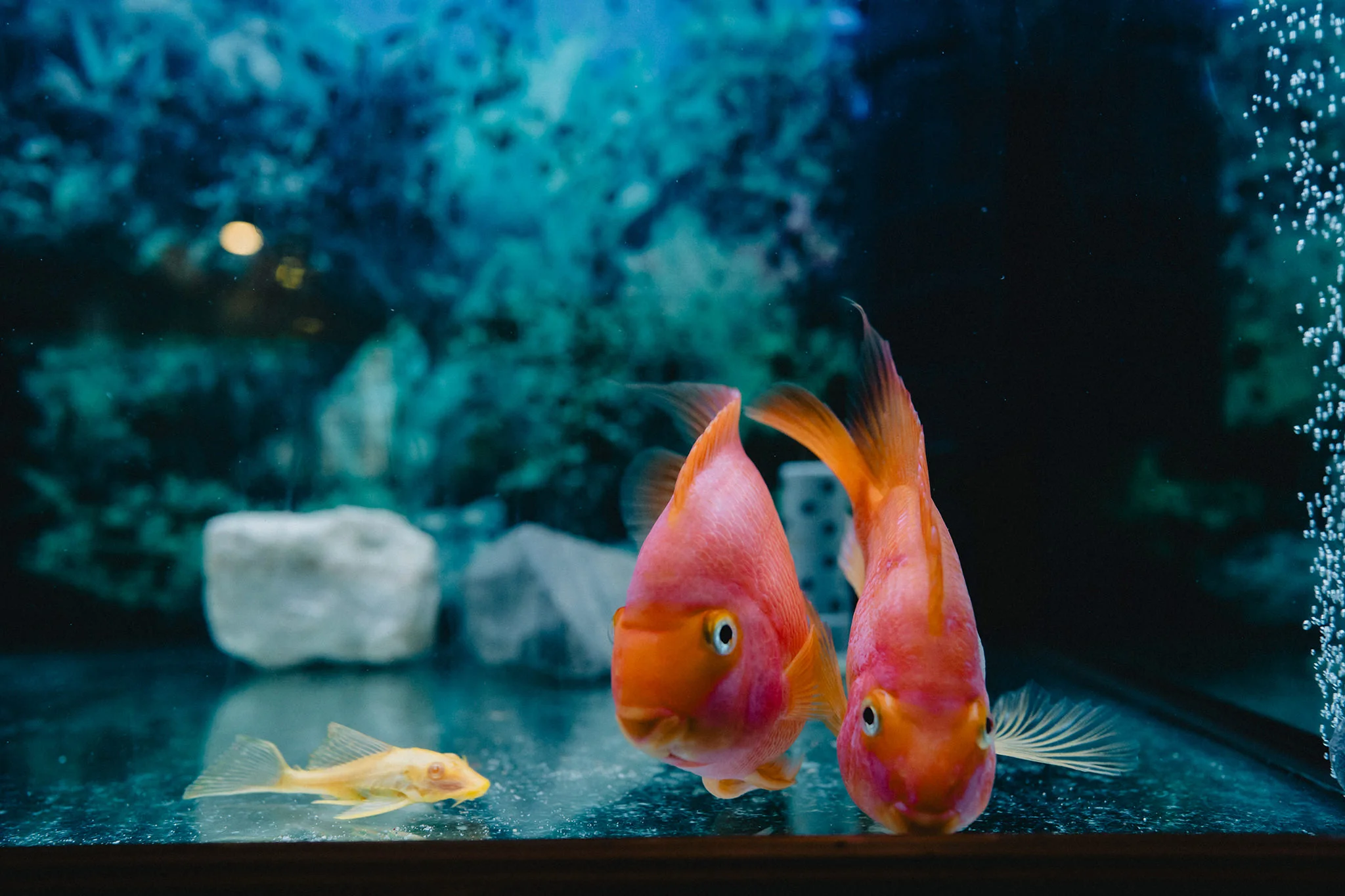 S & I wedding photo 7