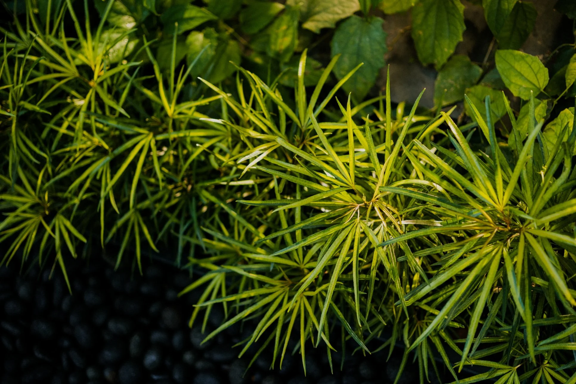 L & K wedding photo 40