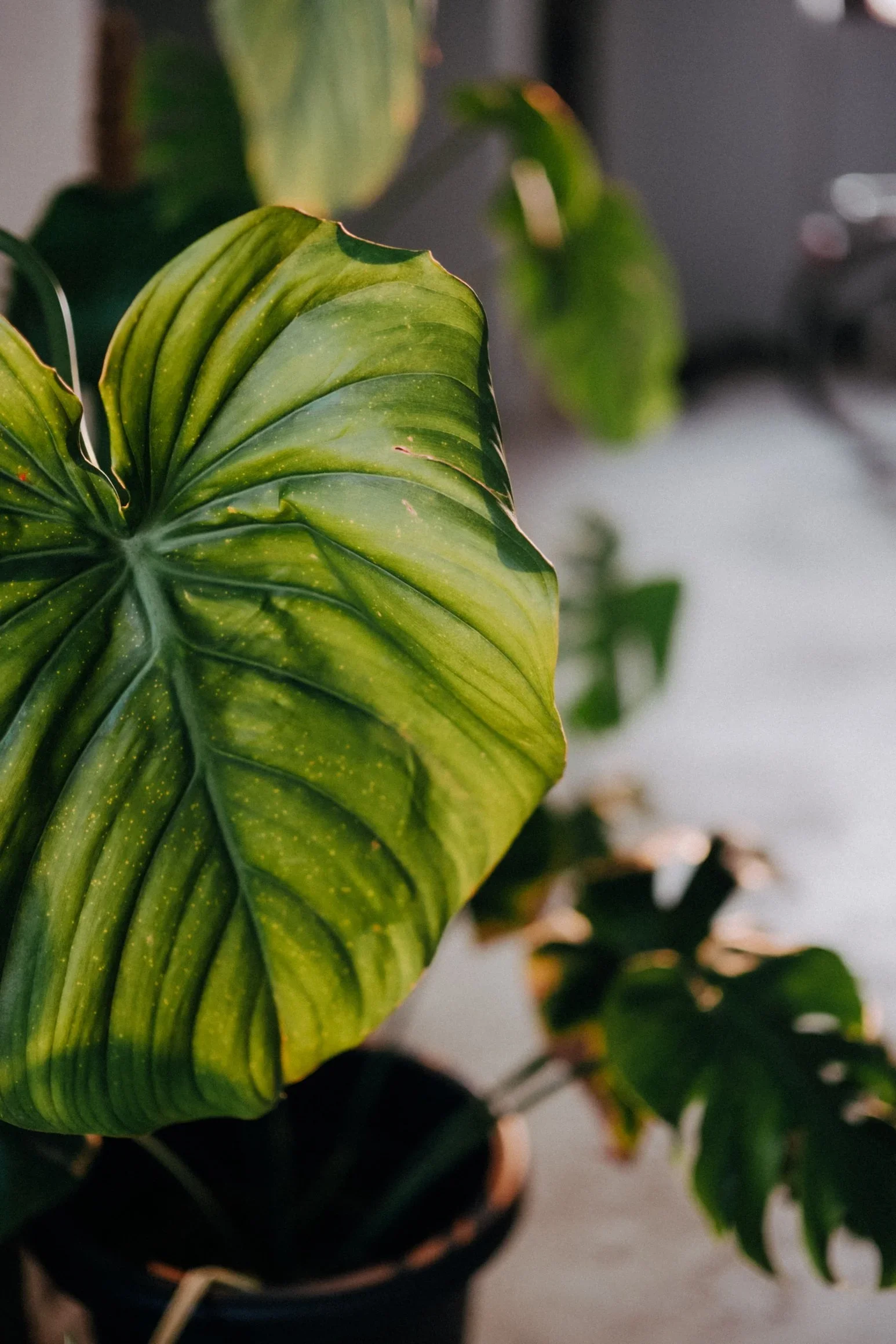 E & D wedding photo 26