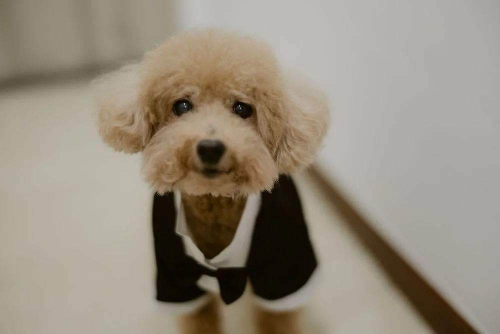 E & Z wedding photo 19